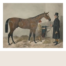 Dagens hästporträtt