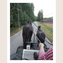 Dagens hästporträtt