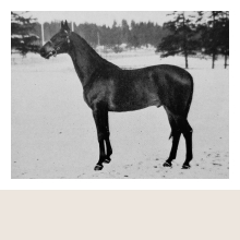 Dagens hästporträtt