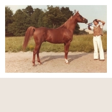 Dagens hästporträtt