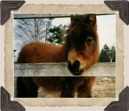 Foto: Susanne Parkberg © 1988