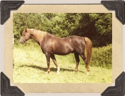 Foto: Viveka Karlestrand ? 1981